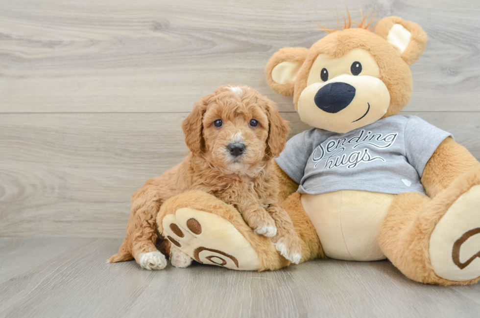 6 week old Mini Goldendoodle Puppy For Sale - Lone Star Pups