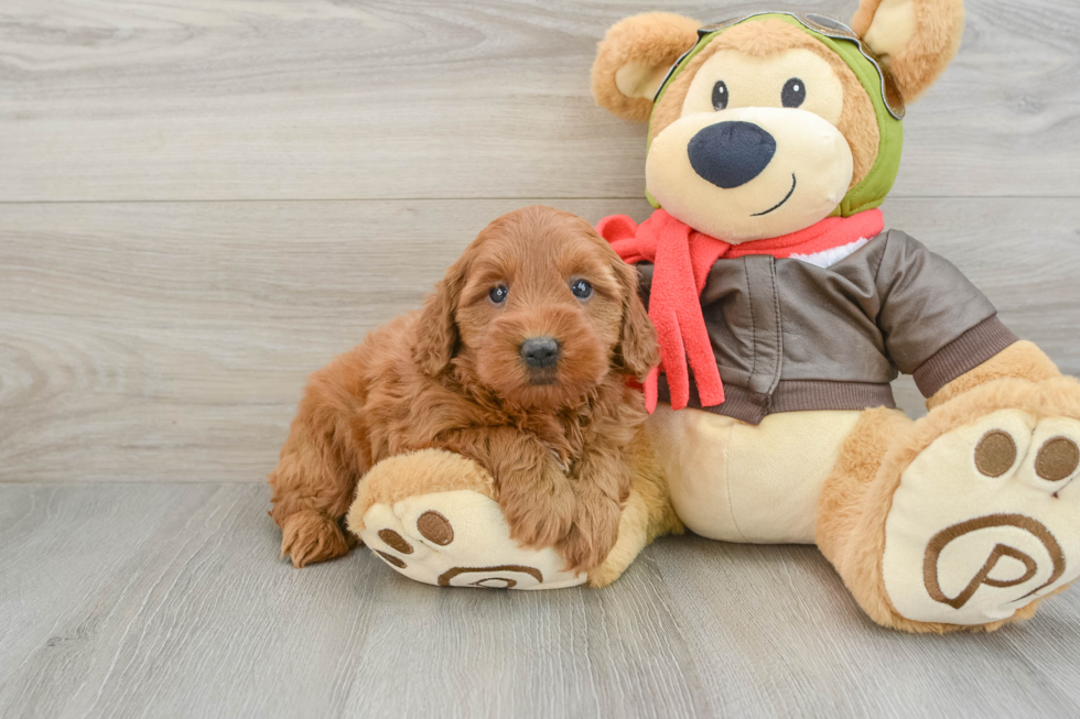 Best Mini Goldendoodle Baby