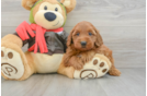 Little Mini Goldenpoo Poodle Mix Puppy