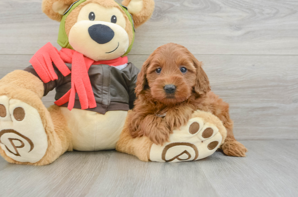 5 week old Mini Goldendoodle Puppy For Sale - Lone Star Pups