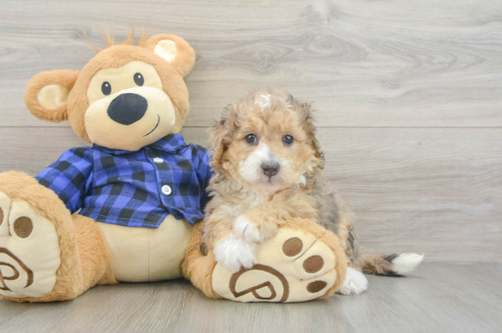6 week old Mini Goldendoodle Puppy For Sale - Lone Star Pups