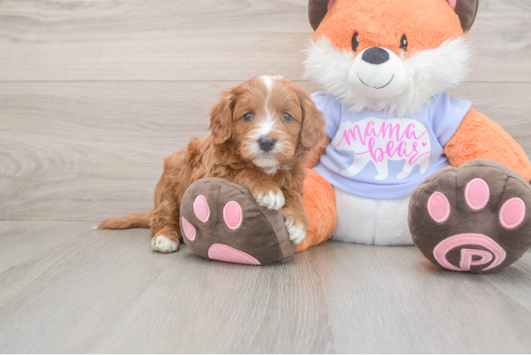 Funny Mini Goldendoodle Poodle Mix Pup