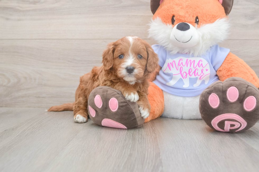 5 week old Mini Goldendoodle Puppy For Sale - Lone Star Pups