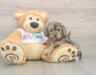 6 week old Mini Goldendoodle Puppy For Sale - Lone Star Pups