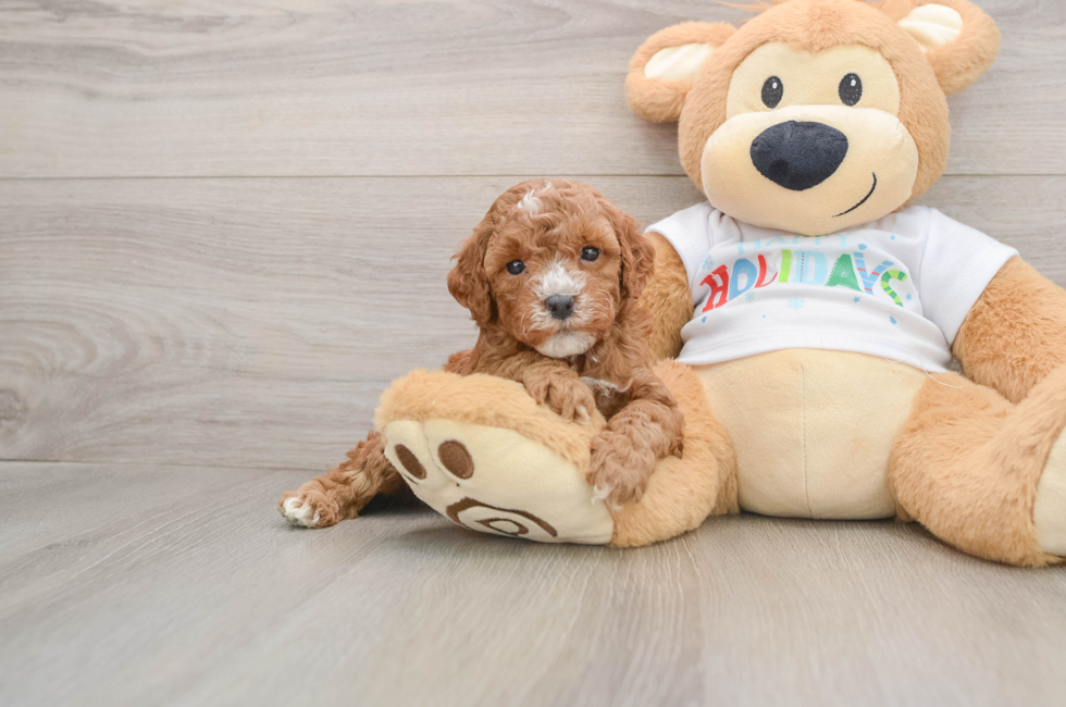 5 week old Mini Goldendoodle Puppy For Sale - Lone Star Pups