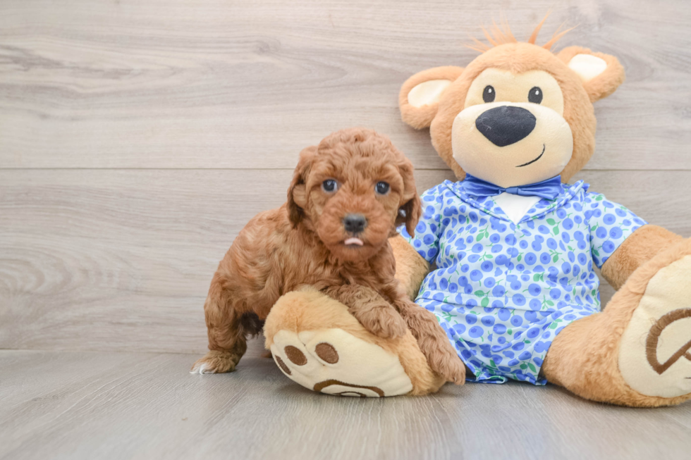 Best Mini Goldendoodle Baby