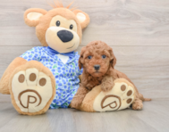 8 week old Mini Goldendoodle Puppy For Sale - Lone Star Pups