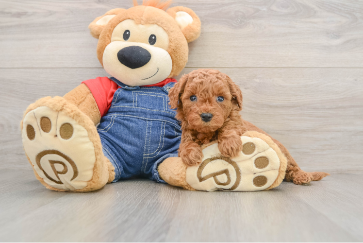 Fluffy Mini Goldendoodle Poodle Mix Pup