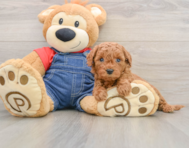 8 week old Mini Goldendoodle Puppy For Sale - Lone Star Pups