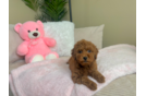 Mini Goldendoodle Puppy for Adoption