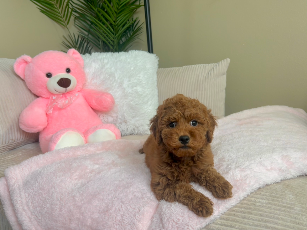 Mini Goldendoodle Puppy for Adoption