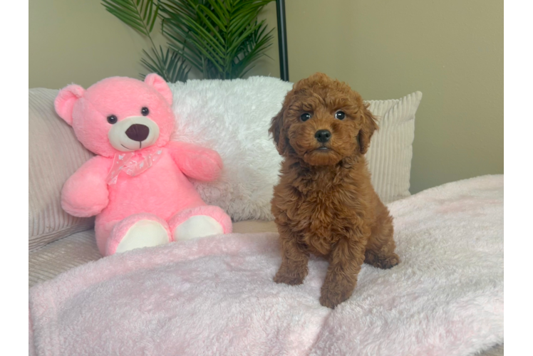 Cute Mini Goldendoodle Poodle Mix Pup