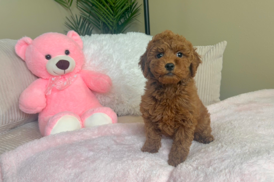 Cute Mini Goldendoodle Poodle Mix Pup