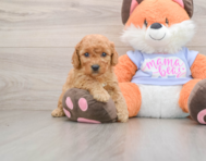 6 week old Mini Goldendoodle Puppy For Sale - Lone Star Pups