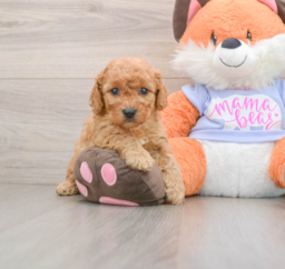 7 week old Mini Goldendoodle Puppy For Sale - Lone Star Pups