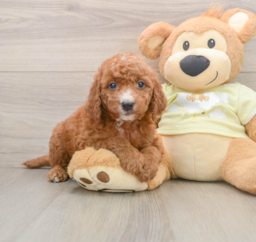 5 week old Mini Goldendoodle Puppy For Sale - Lone Star Pups