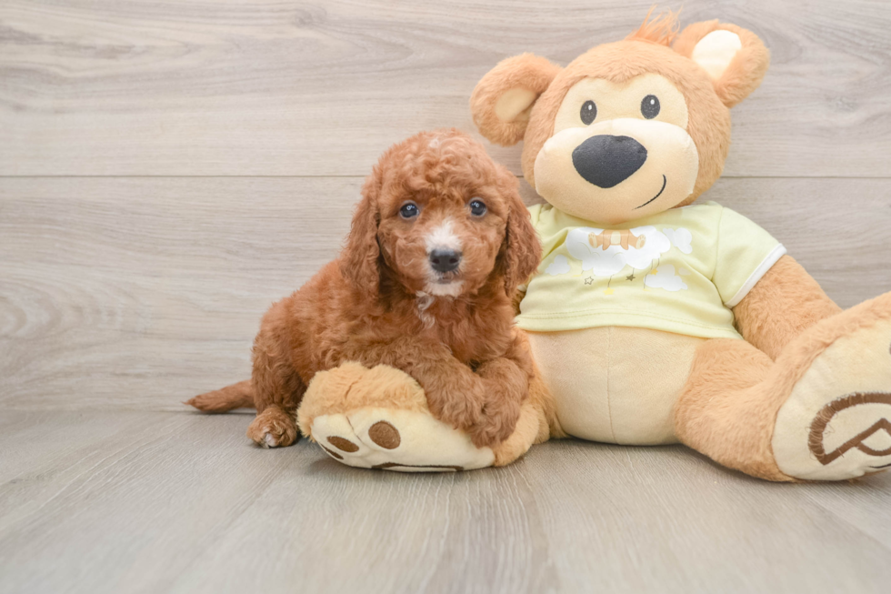 Mini Goldendoodle Pup Being Cute
