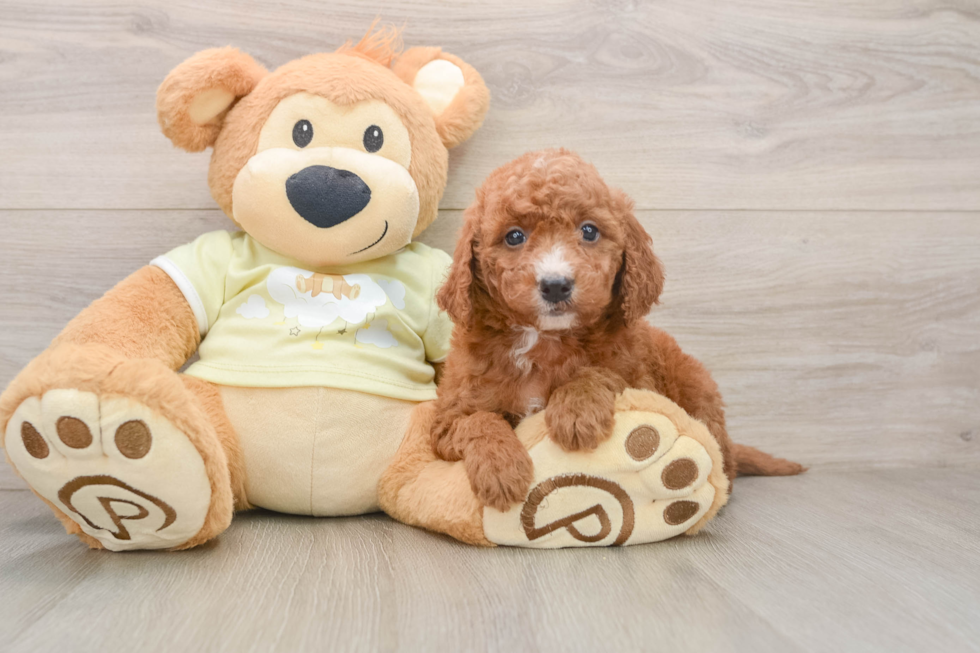 Smart Mini Goldendoodle Poodle Mix Pup