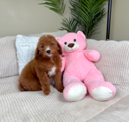 8 week old Mini Goldendoodle Puppy For Sale - Lone Star Pups