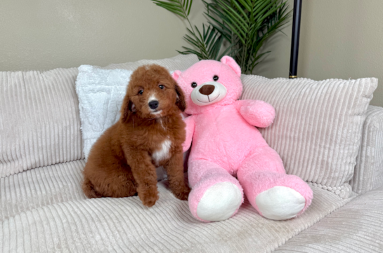 Mini Goldendoodle Pup Being Cute