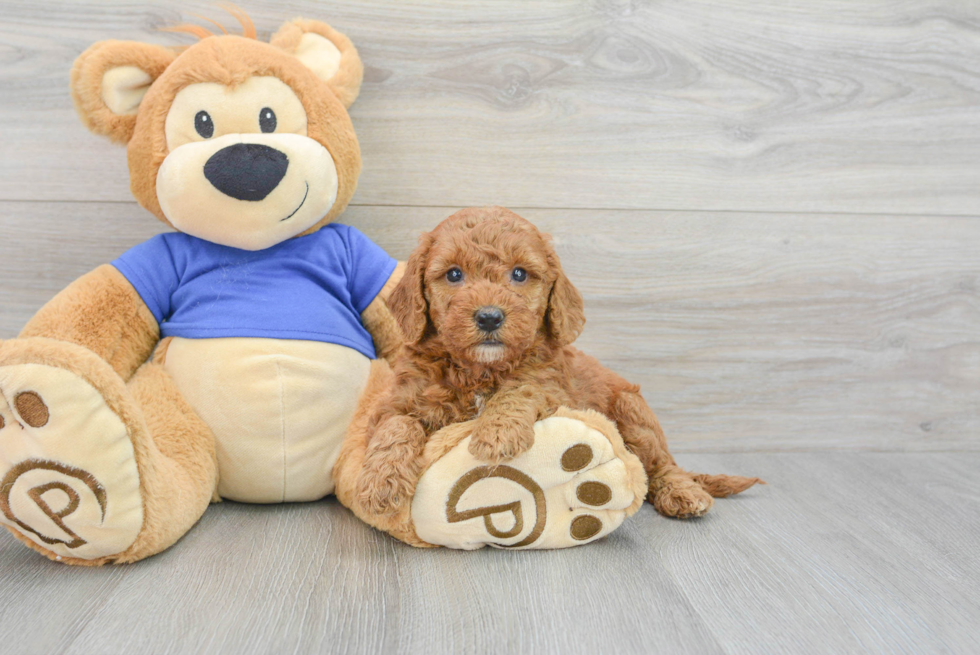 Funny Mini Goldendoodle Poodle Mix Pup