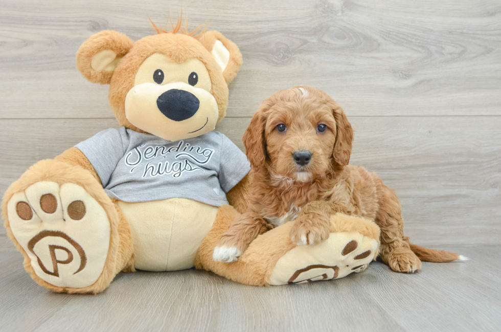 6 week old Mini Goldendoodle Puppy For Sale - Lone Star Pups