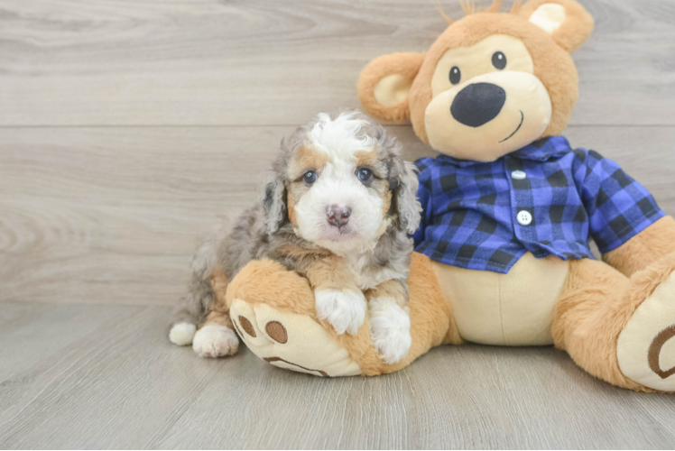 Mini Goldendoodle Puppy for Adoption
