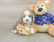 8 week old Mini Goldendoodle Puppy For Sale - Lone Star Pups