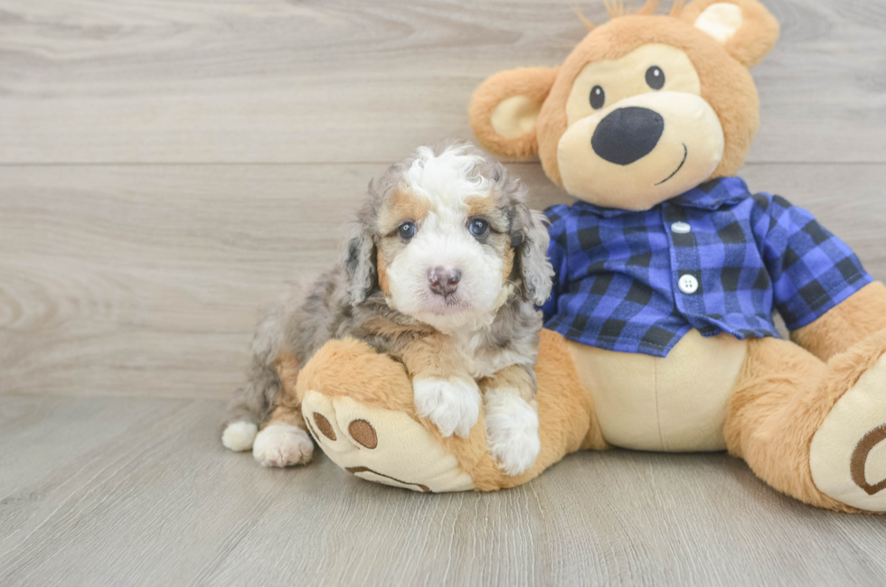 6 week old Mini Goldendoodle Puppy For Sale - Lone Star Pups