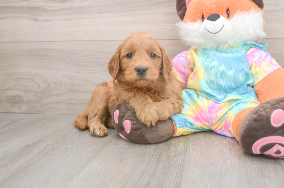 5 week old Mini Goldendoodle Puppy For Sale - Lone Star Pups