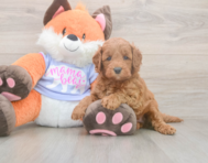 5 week old Mini Goldendoodle Puppy For Sale - Lone Star Pups