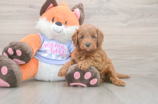 5 week old Mini Goldendoodle Puppy For Sale - Lone Star Pups Mini Goldendoodle Puppy for Adoption