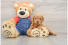 Cute Mini Goldendoodle Baby
