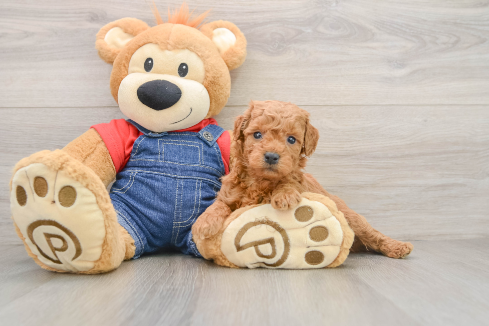 Cute Mini Goldendoodle Baby