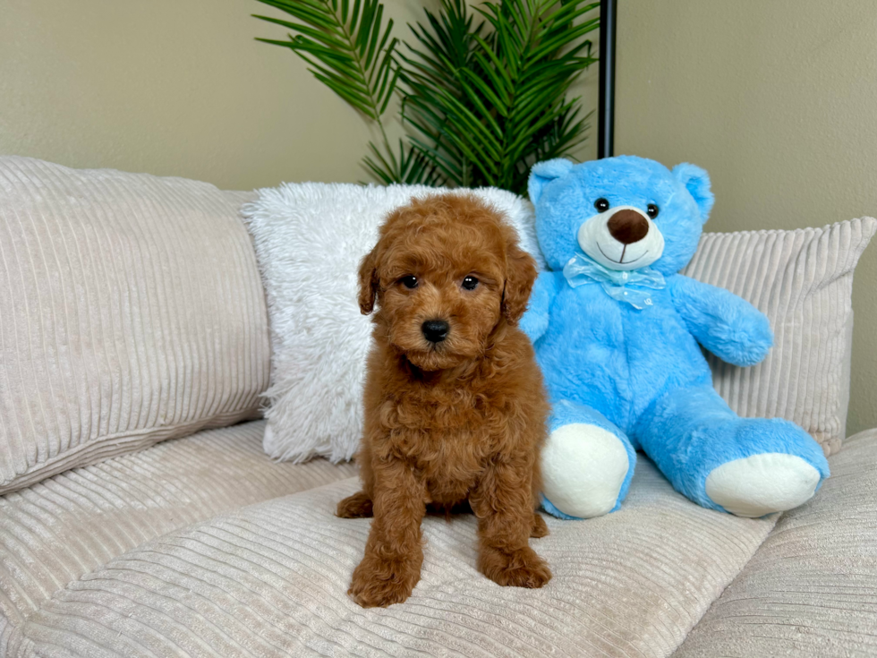 Mini Goldendoodle Pup Being Cute