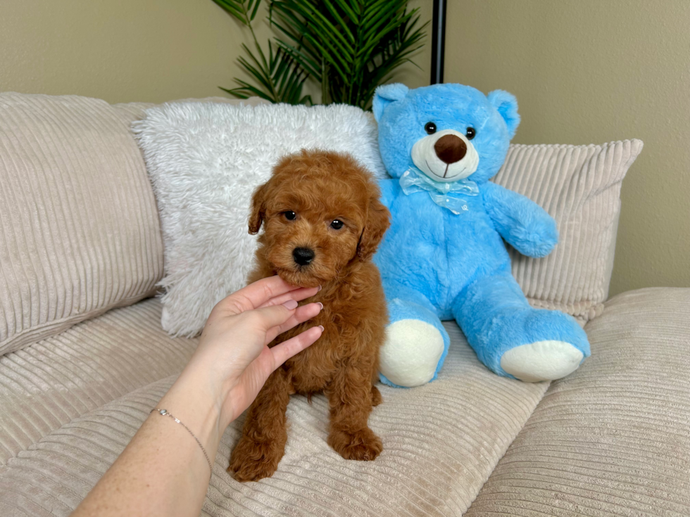 Cute Mini Goldendoodle Poodle Mix Pup