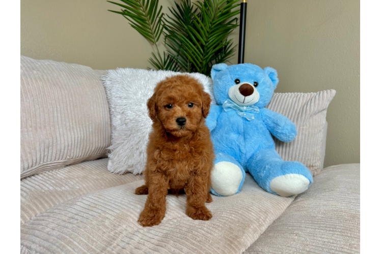 Cute Mini Goldendoodle Poodle Mix Pup