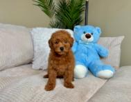 8 week old Mini Goldendoodle Puppy For Sale - Lone Star Pups