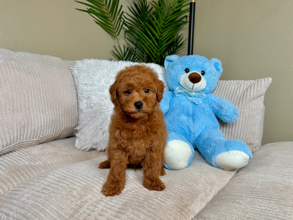Cute Mini Goldendoodle Poodle Mix Pup