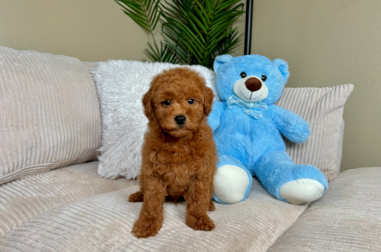 Cute Mini Goldendoodle Poodle Mix Pup
