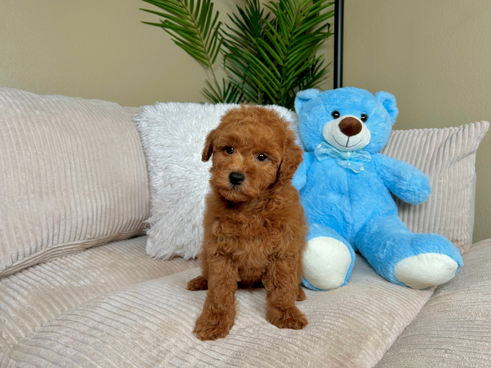 Cute Mini Goldendoodle Poodle Mix Pup