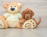 6 week old Mini Goldendoodle Puppy For Sale - Lone Star Pups