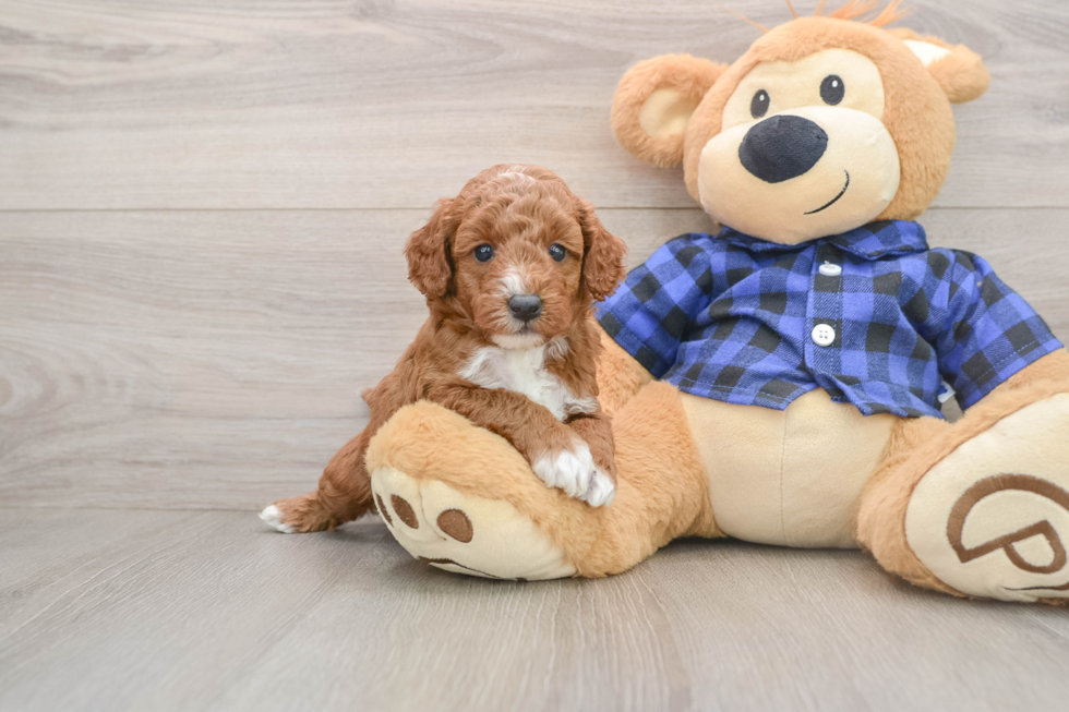 Mini Goldendoodle Puppy for Adoption