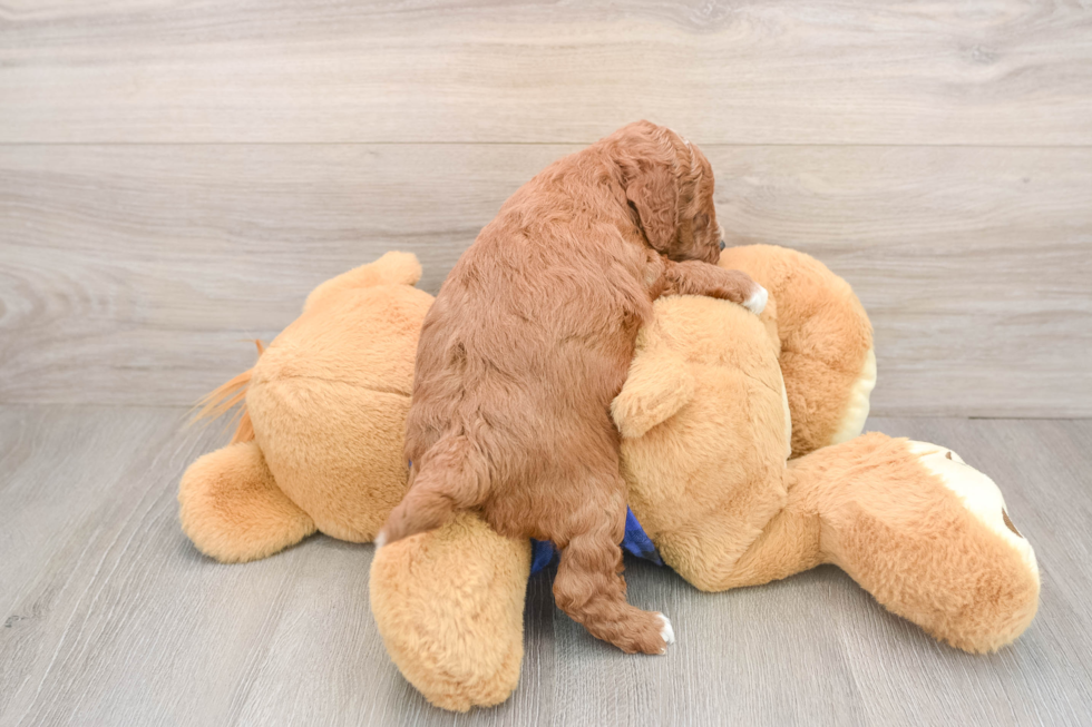 Best Mini Goldendoodle Baby