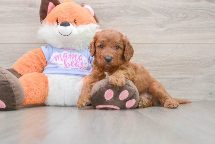 Friendly Mini Goldendoodle Baby