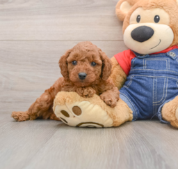 7 week old Mini Goldendoodle Puppy For Sale - Lone Star Pups