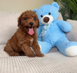 8 week old Mini Goldendoodle Puppy For Sale - Lone Star Pups