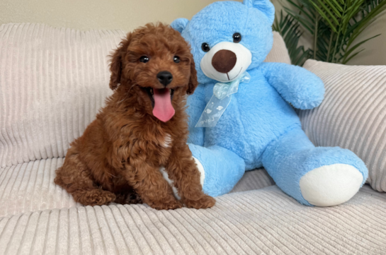 Cute Mini Goldendoodle Baby