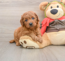 7 week old Mini Goldendoodle Puppy For Sale - Lone Star Pups
