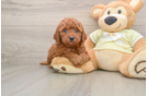 Mini Goldendoodle Pup Being Cute